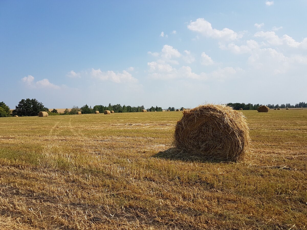 Один из любимых пейзажей девушек, природная декорация для фотосессий.