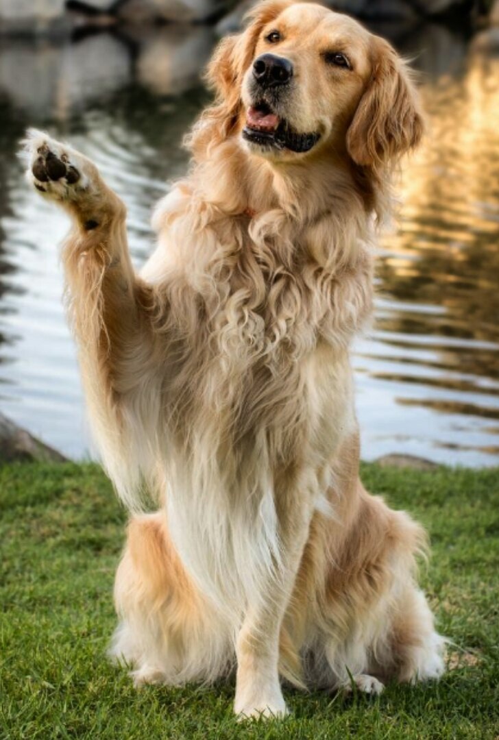 Золотистый ретривер