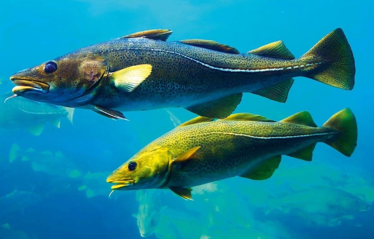 Треска - глубоководный обитатель холодных морей