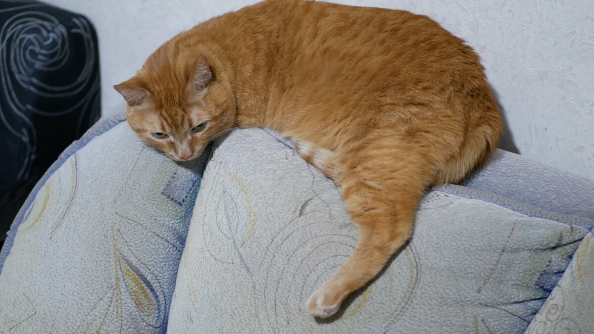 "Ну и ладно, буду спать один", как бы говорит Барсик поднимая голову.