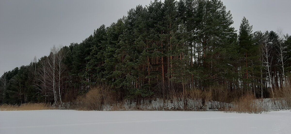 Лес и озеро 