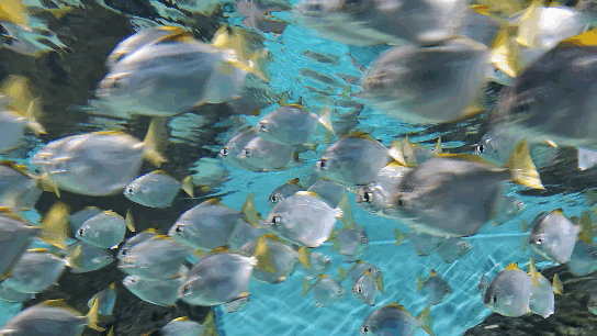 Рыбки-ласточки