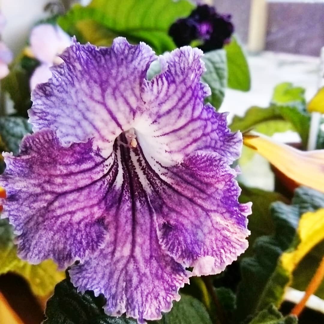  здесь и далее фото автора, Звездный Абажур, Парамонов