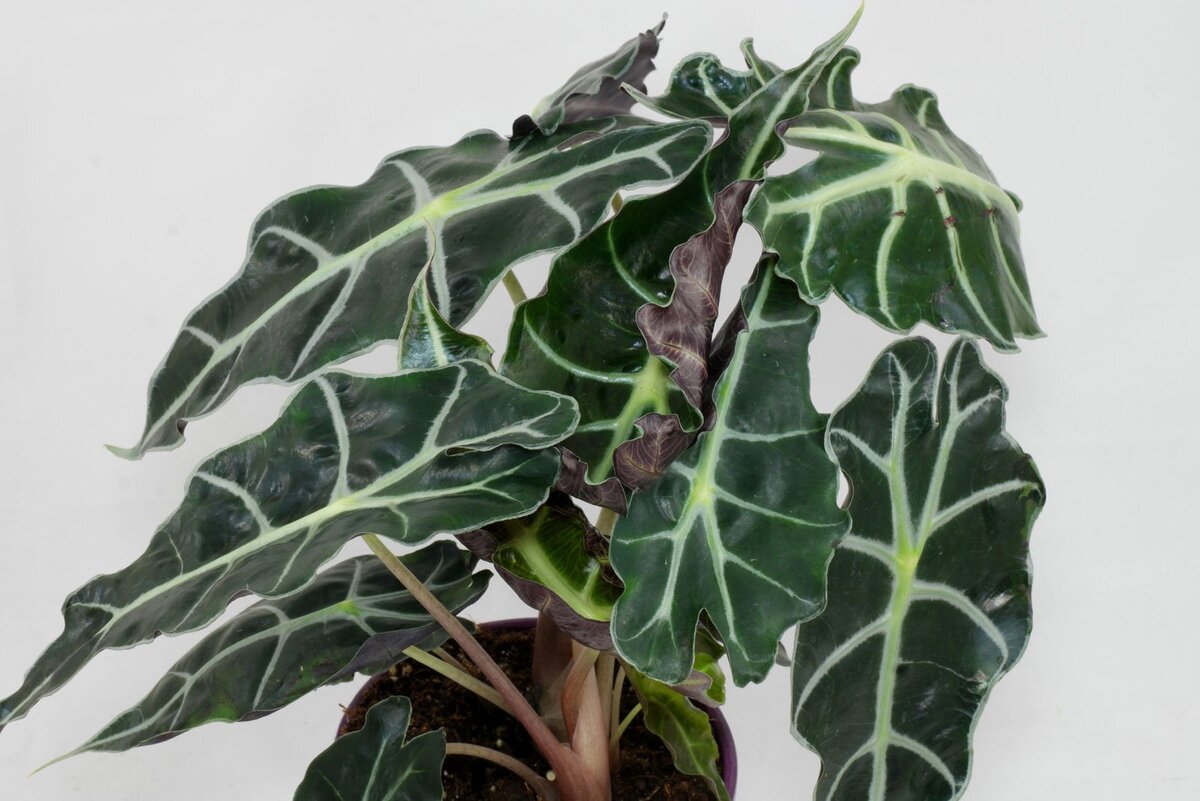 Фотография 2. Молодая алоказия