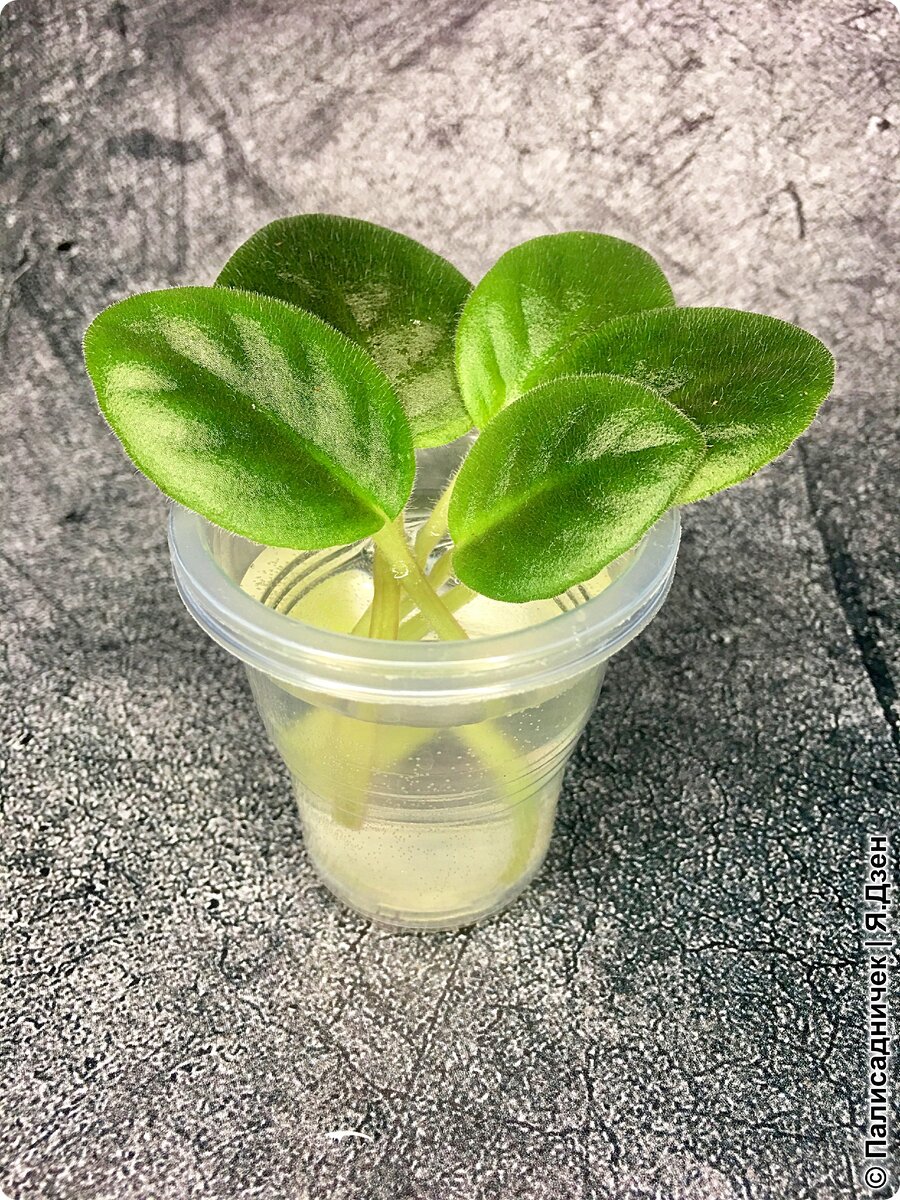 Такие вот славные...