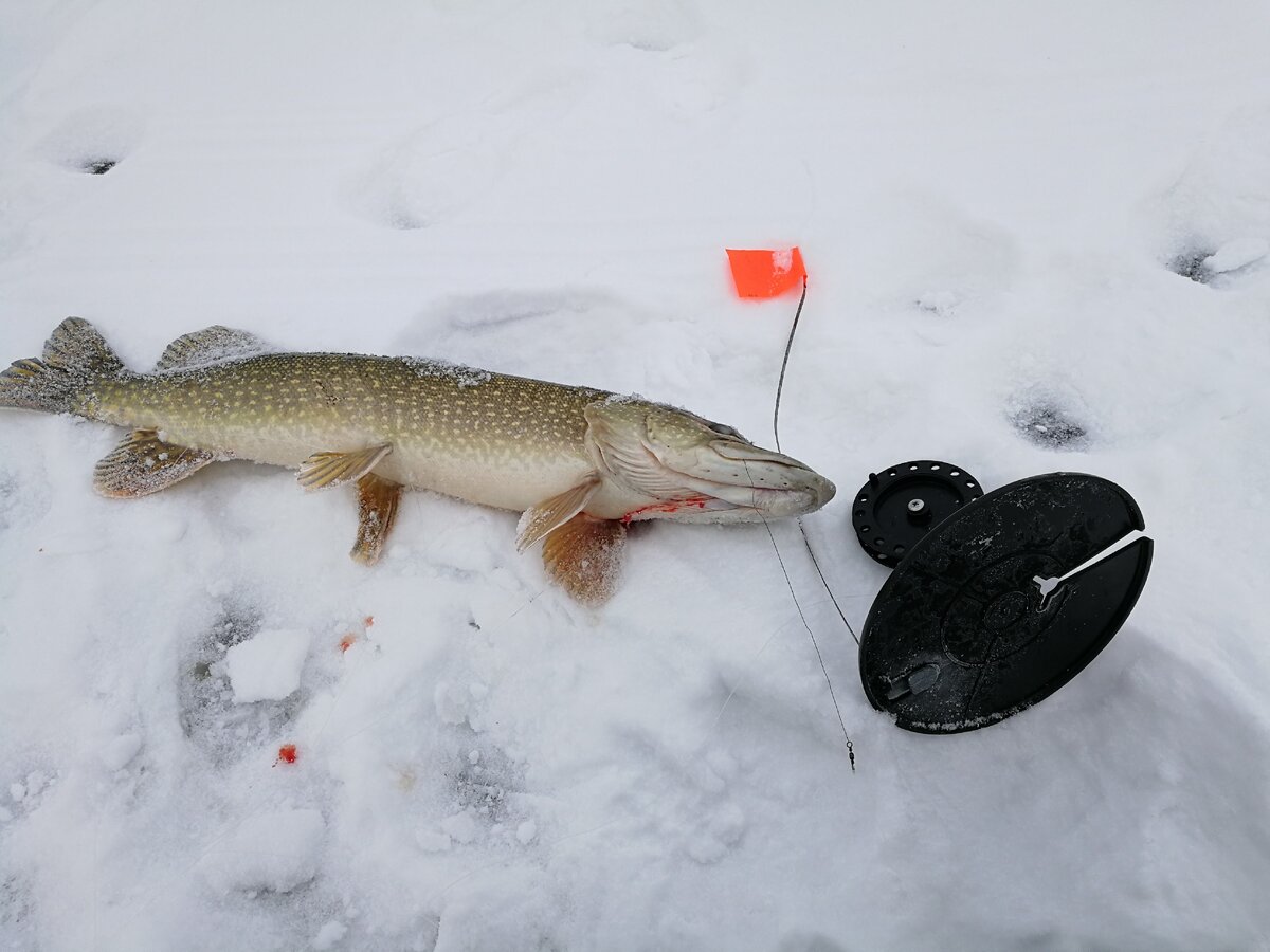 Ловим щуку зимой. Ловля щуки зимой. Ловим щуку зимой. Щука на жерлицы зимой. Ловим щуку зимой.