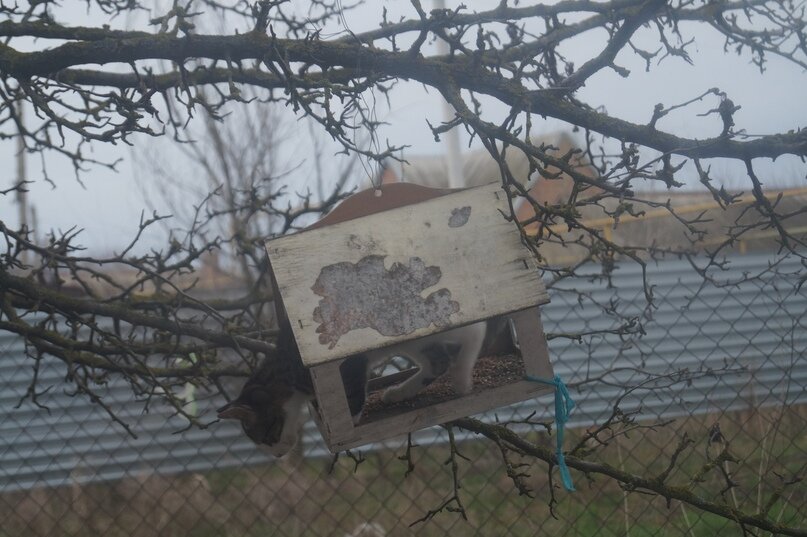 Мурмурис в поисках добычи 