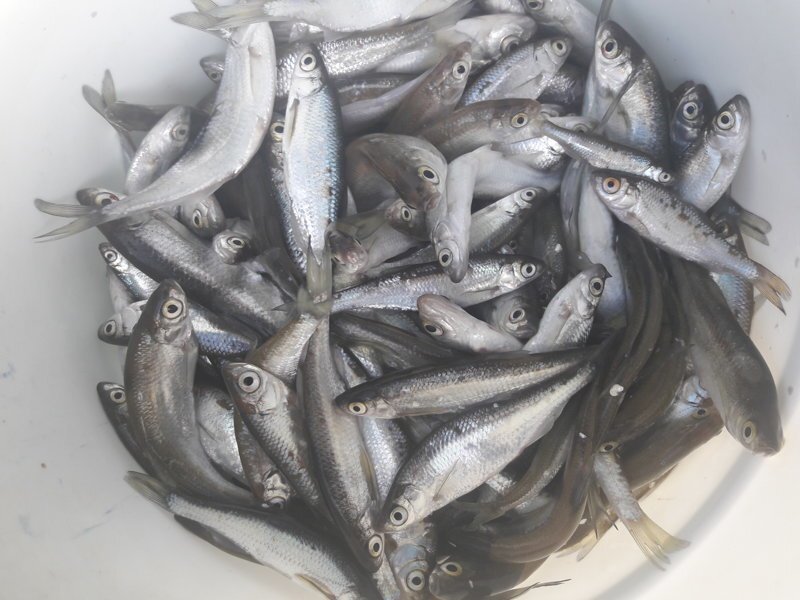 Иллюстрация из Я.Картинок