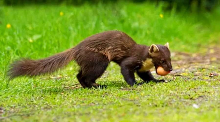 росомаха в карелии. хищная косолапая куница 8 букв. куница, горностай, барсук, росомаха. куница харза. росомаха сибирская.