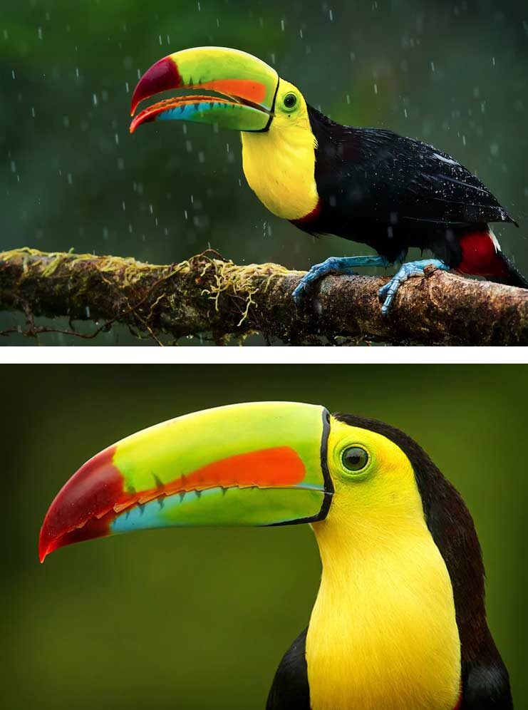 Радужный тукан, эта птица стоит около 10.000$