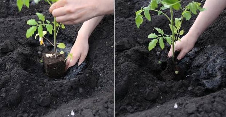 Сроки посева основных Огородных культур в открытый Грунт, с учетом Теплой зимы 2020