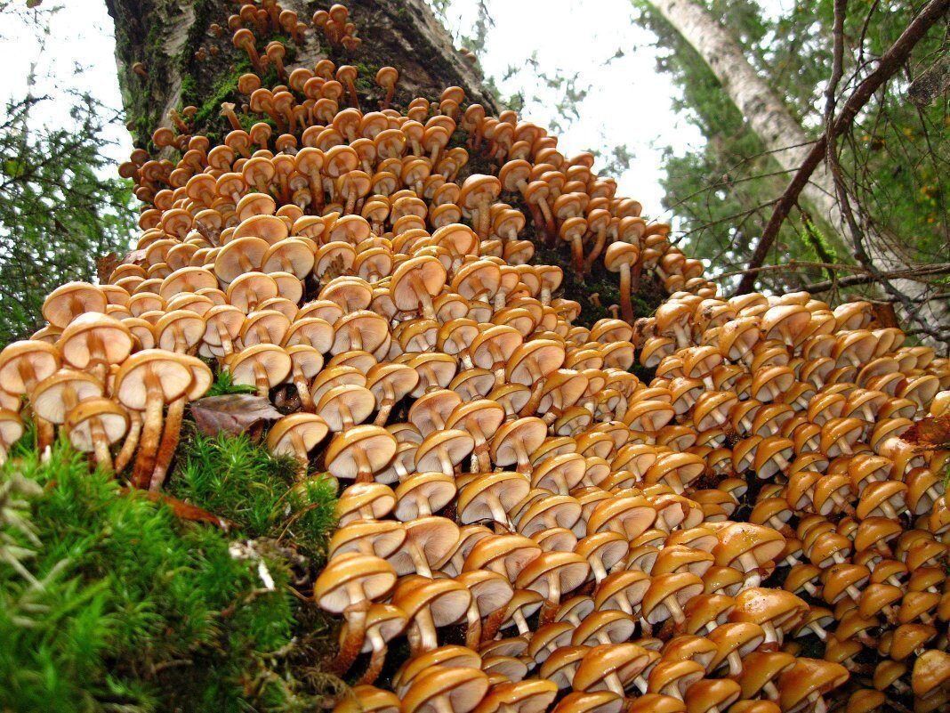 Гриб-монстр Armillaria ostoyae