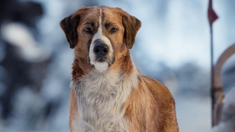 Кадр из фильма «Зов предков»                                                                                                                     Фото: Двадцатый Век Фокс СНГ