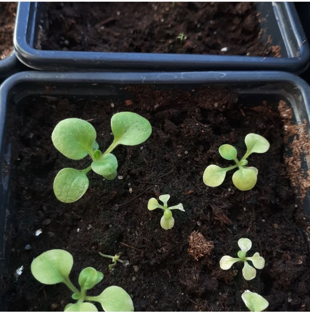 Обильный полив+ недостаток освещения. 