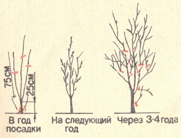 Схема формирования кроны алычи