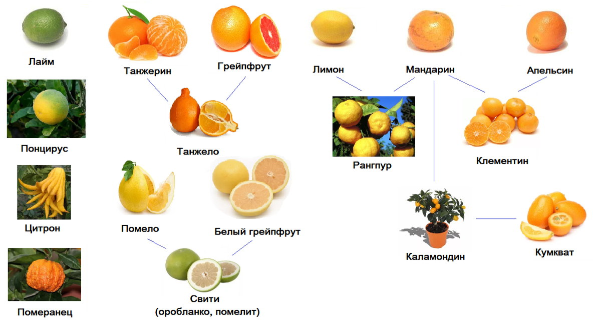 Психологи установили, что оранжевый цвет высвобождает эмоции, поднимает самооценку и является отличным антидепрессантом. Теми же свойствами обладает и купюра в 5000 рублей