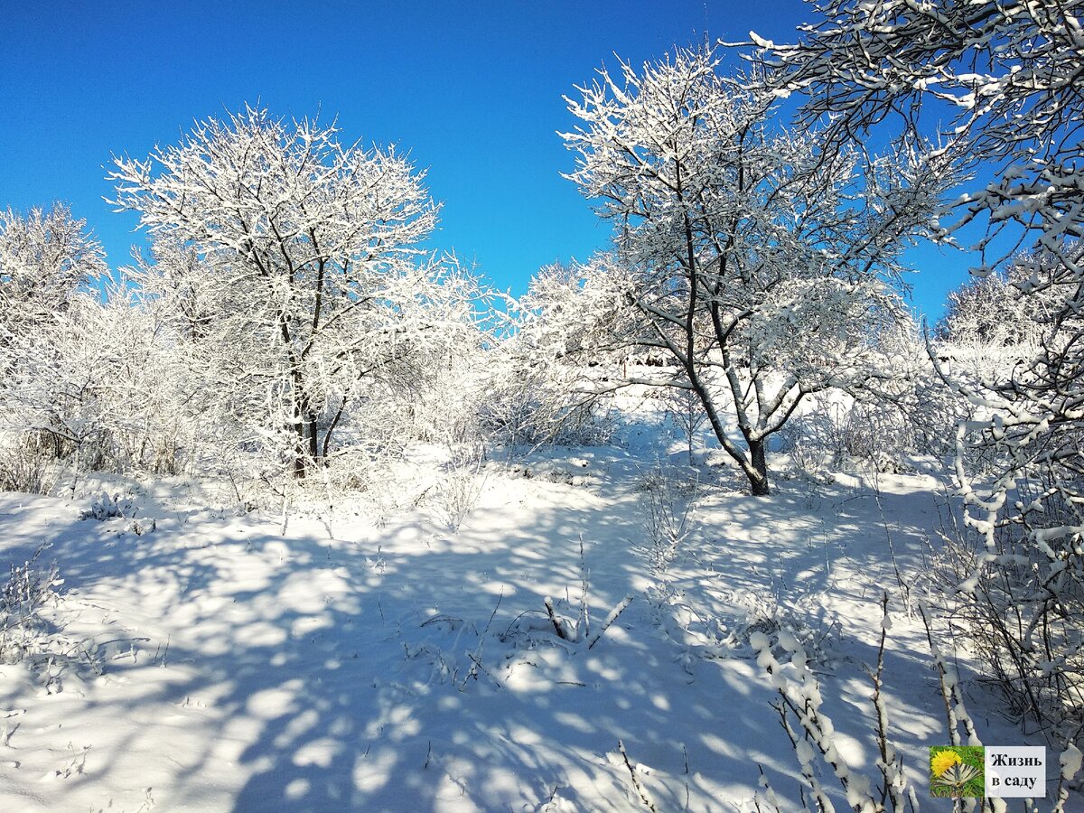 Заснеженный сад. Вишня (Листайте, чтобы увидеть следующие фото)