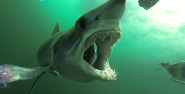 Акула мако охотится на рыбу