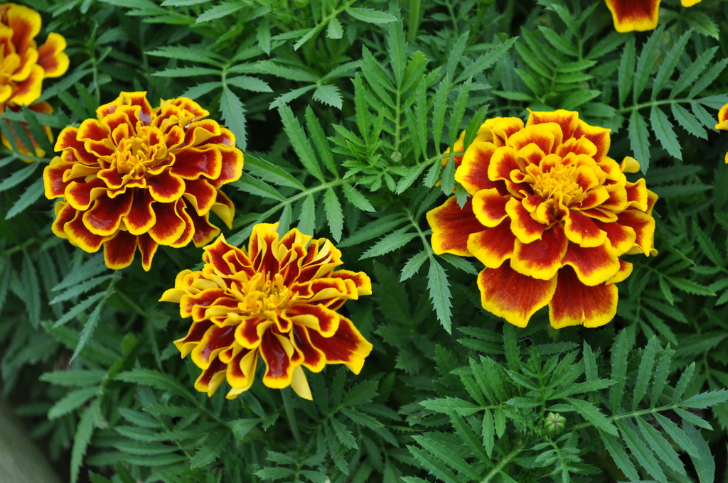 Бархатцы Tagetes patula