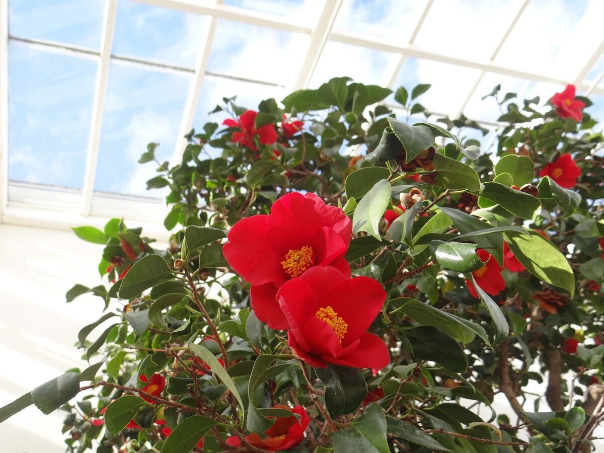 © Шоу камелий в Лондоне