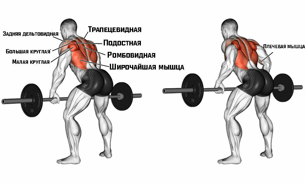 Широчайшая мышца спины. Фото взято с сайта: vsport-turnik.ru