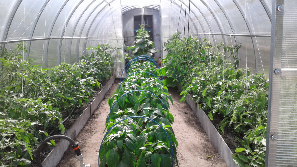 теплица в мае