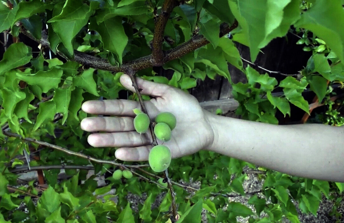 Можно ли привить абрикос на сливу. Абрикос дерево как ухаживать. Как сажать абрикос весной саженцем.