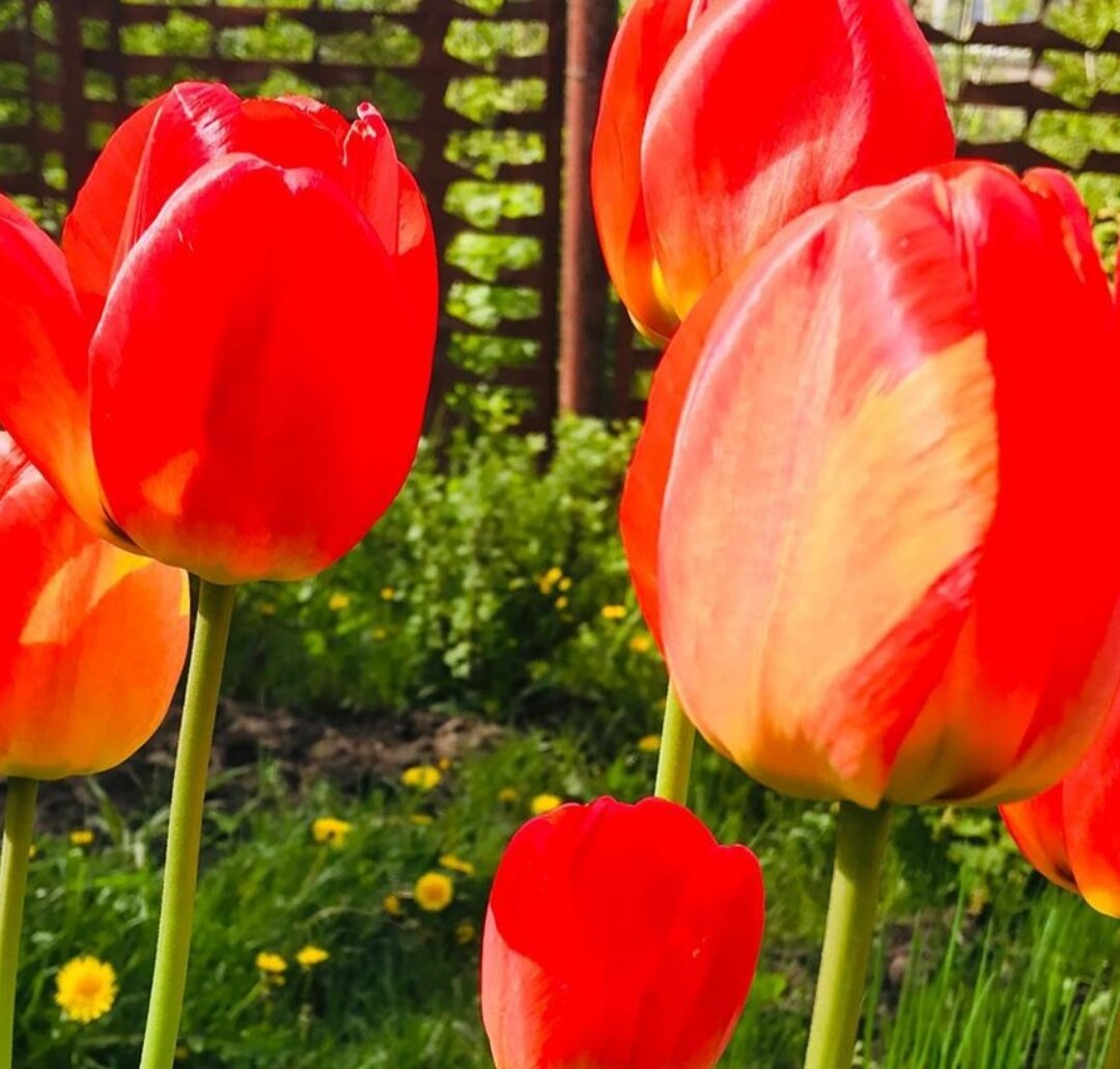 Тюльпаны в нашем саду.