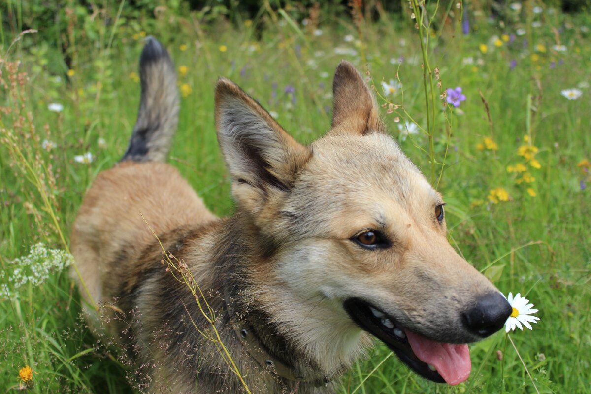 Наш красавец