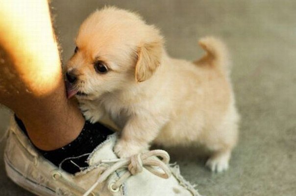 Фотография Яндекс картинки.