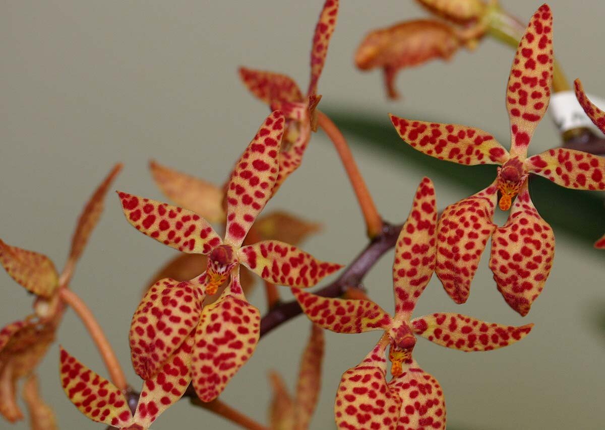 Ренантера монахика (Renanthera monachica). Фото интернет