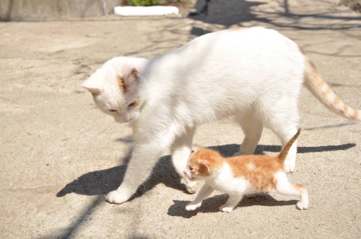 Кошка несет котенка