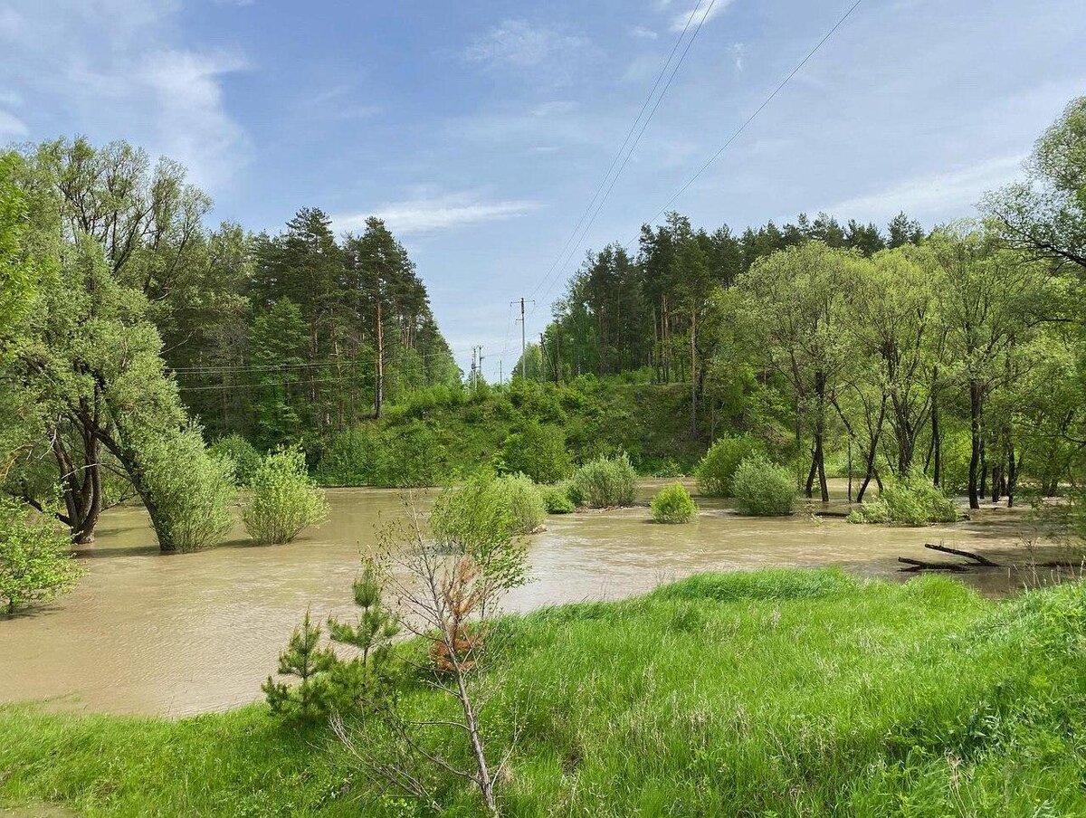 Все деревья рядом с рекой оказались в воде. Выглядит, будто мангровые леса.