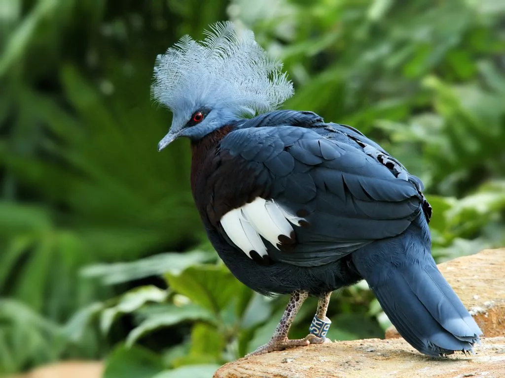 Птица из новой гвинеи 6 букв. Венценосный голубь. Каштановогрудый венценосный голубь. Венценосные голуби Австралия. Голубохохлый венценосный голубь.