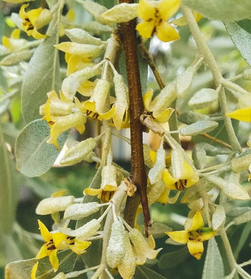 Лох серебристый