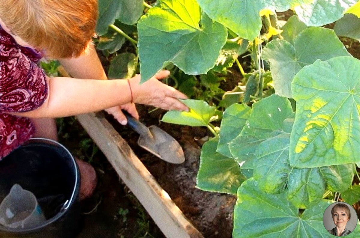 Подкормка огурцов 