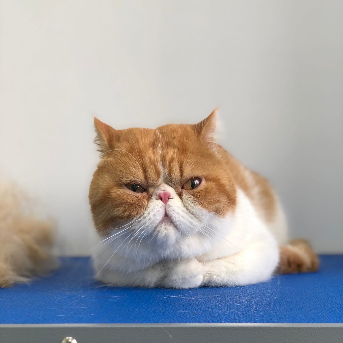 На груминге в салоне PetSpa