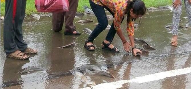 Рыбный дождь в Мумбаи в наши дни