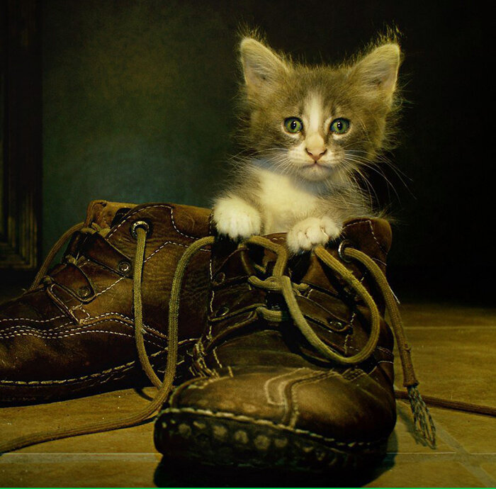 Фото из открытых источников (Яндекс Картинки)