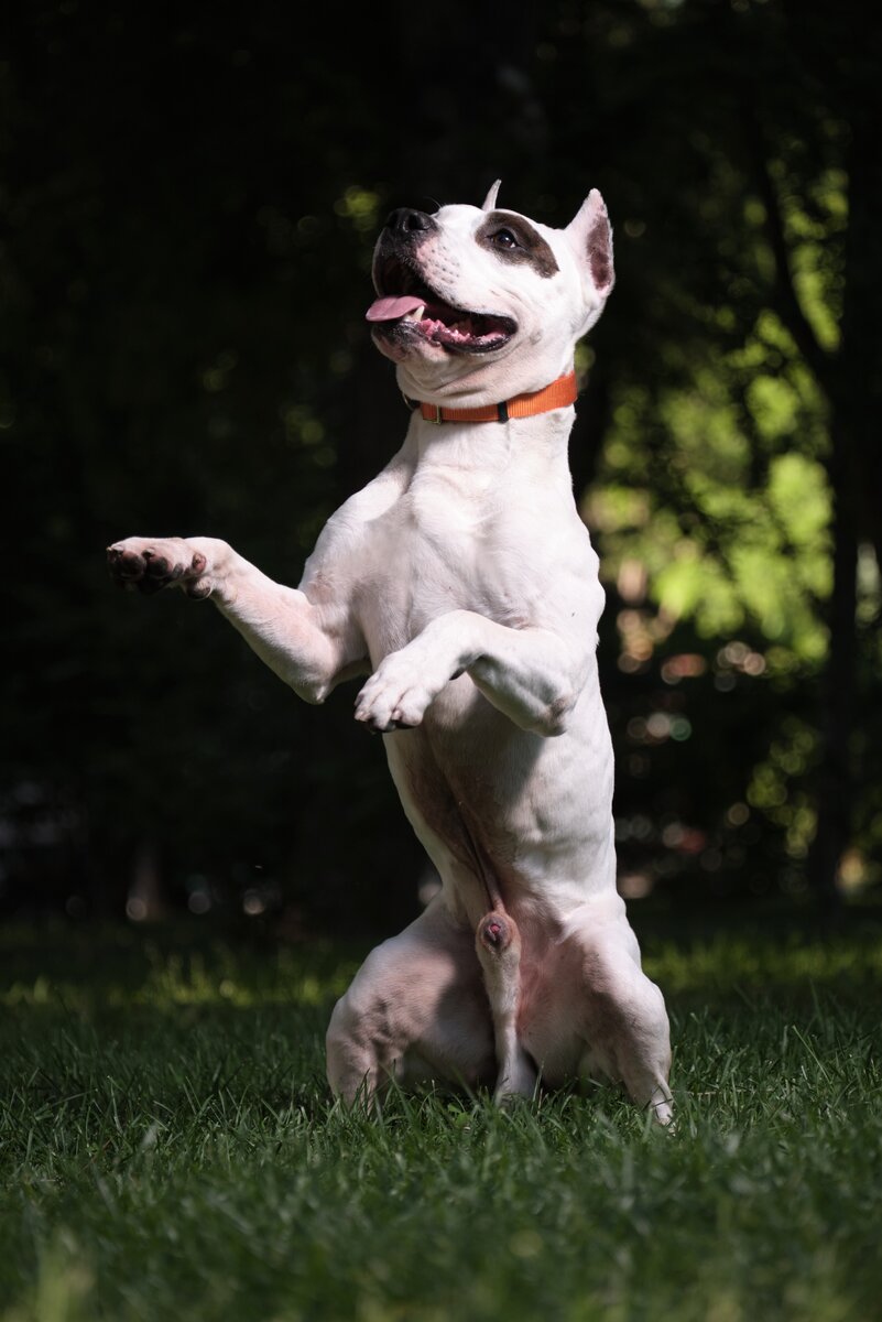 Братец кролик