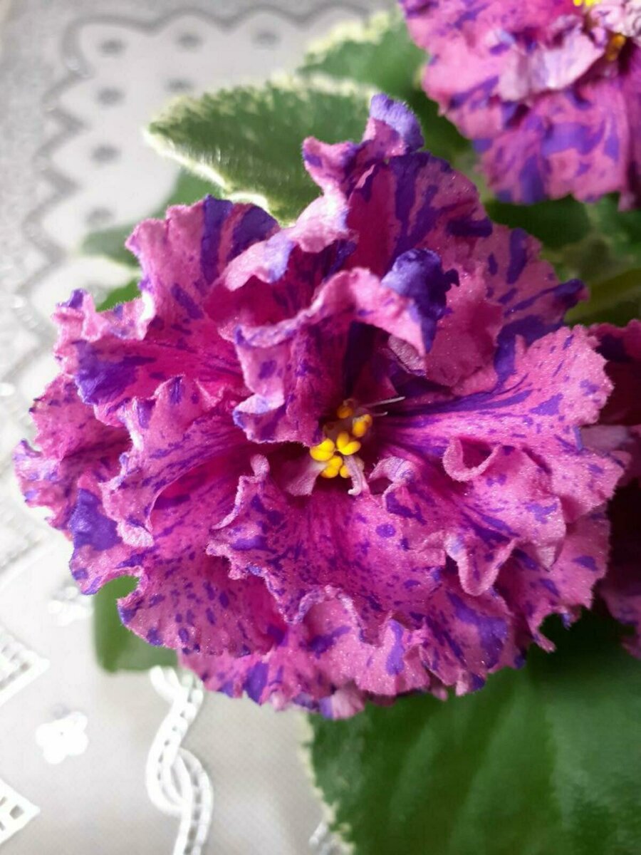 Ват-Фарадей. Яркий и крупный цветок. 