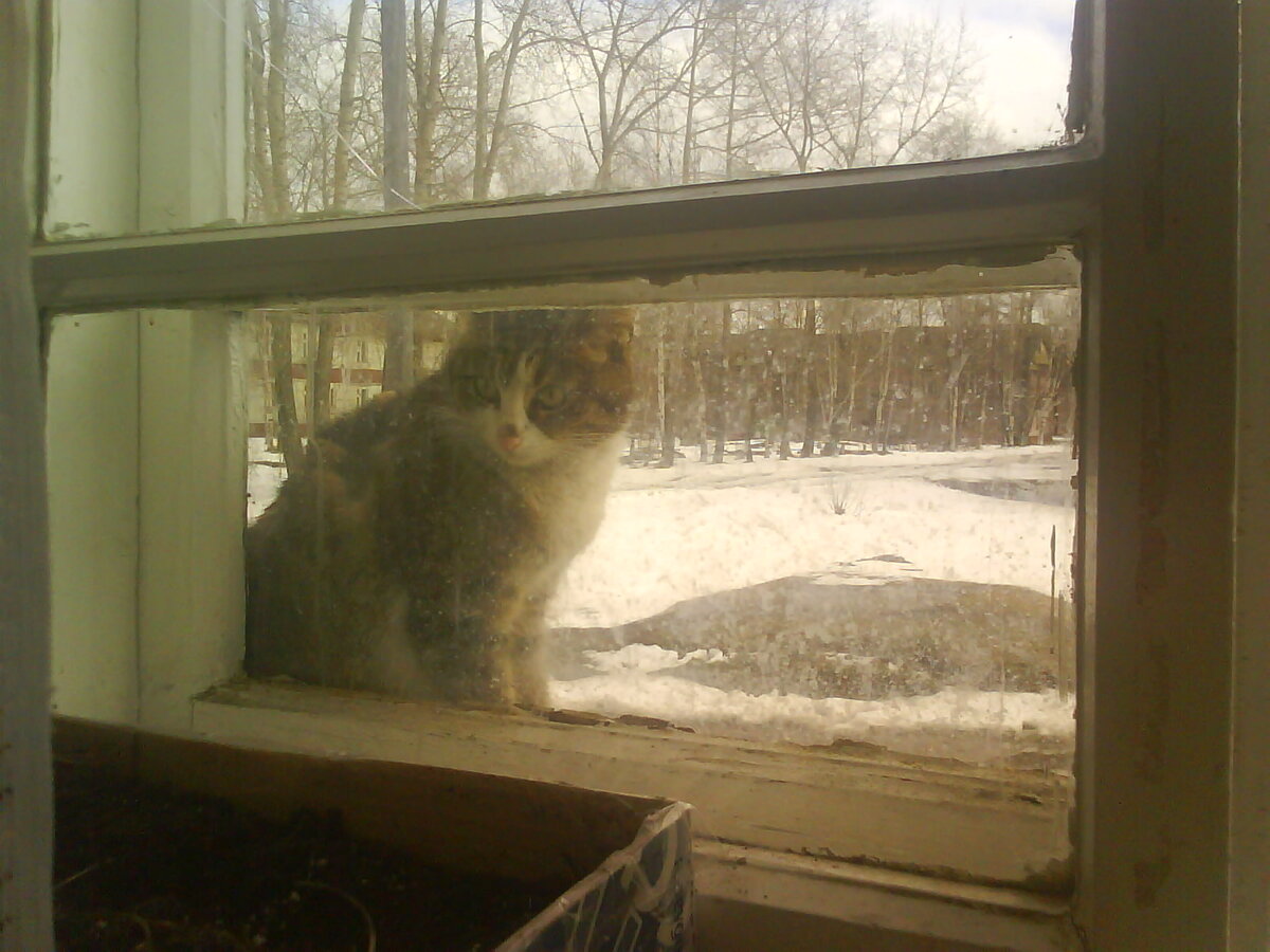 Ветреный холодно. Кошки пристраиваются. Россия Поляна кошка раслоник.