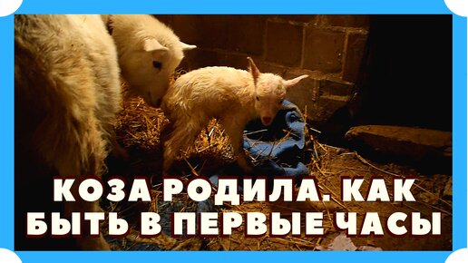 Что делать?! Коза только что родила. На улице мороз