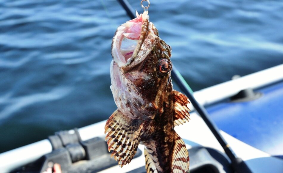 На что ловить бычка на азовском море
