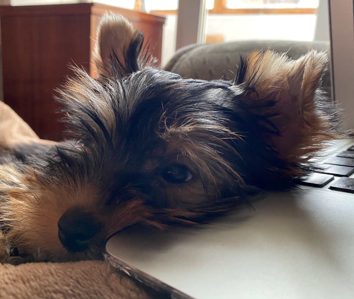 Пытаюсь выпросить немного внимания