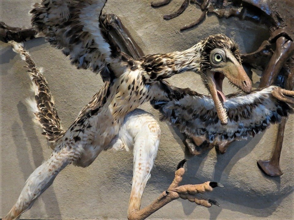 Птица мелового периода - фото с сайт pixabay.com