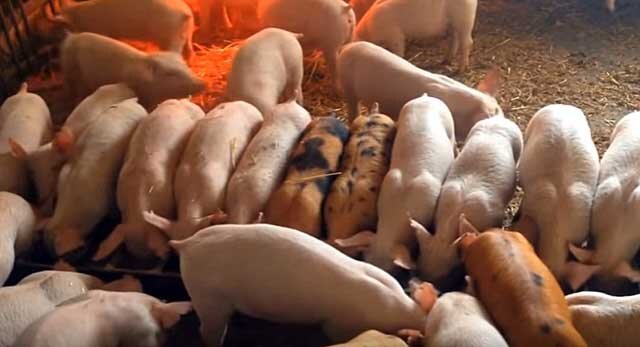Отравление свиней: симптомы и лечение – Клуб любителей хрюш