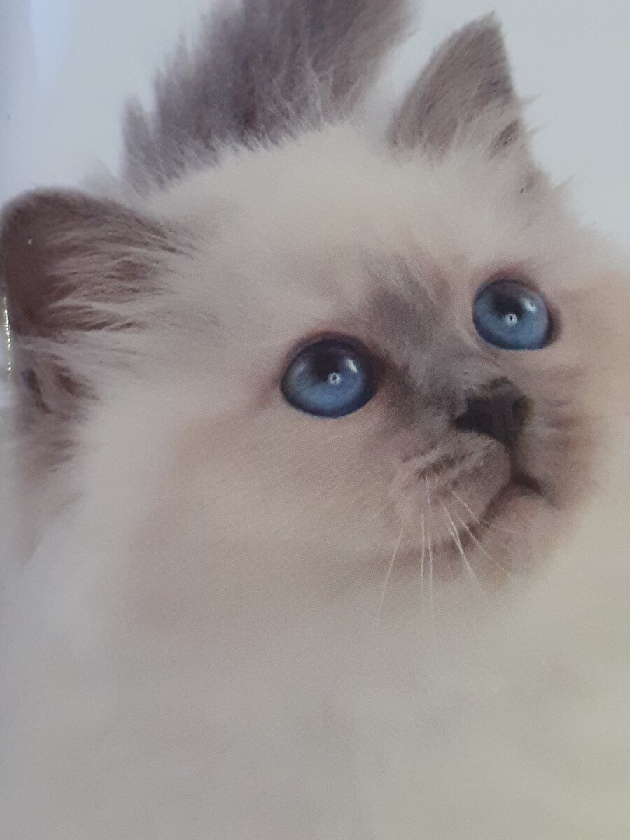 Маленький красавчик