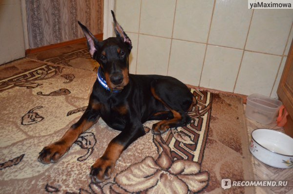 Это Дизель. Фото отсюда https://clck.ru/SRZ8t