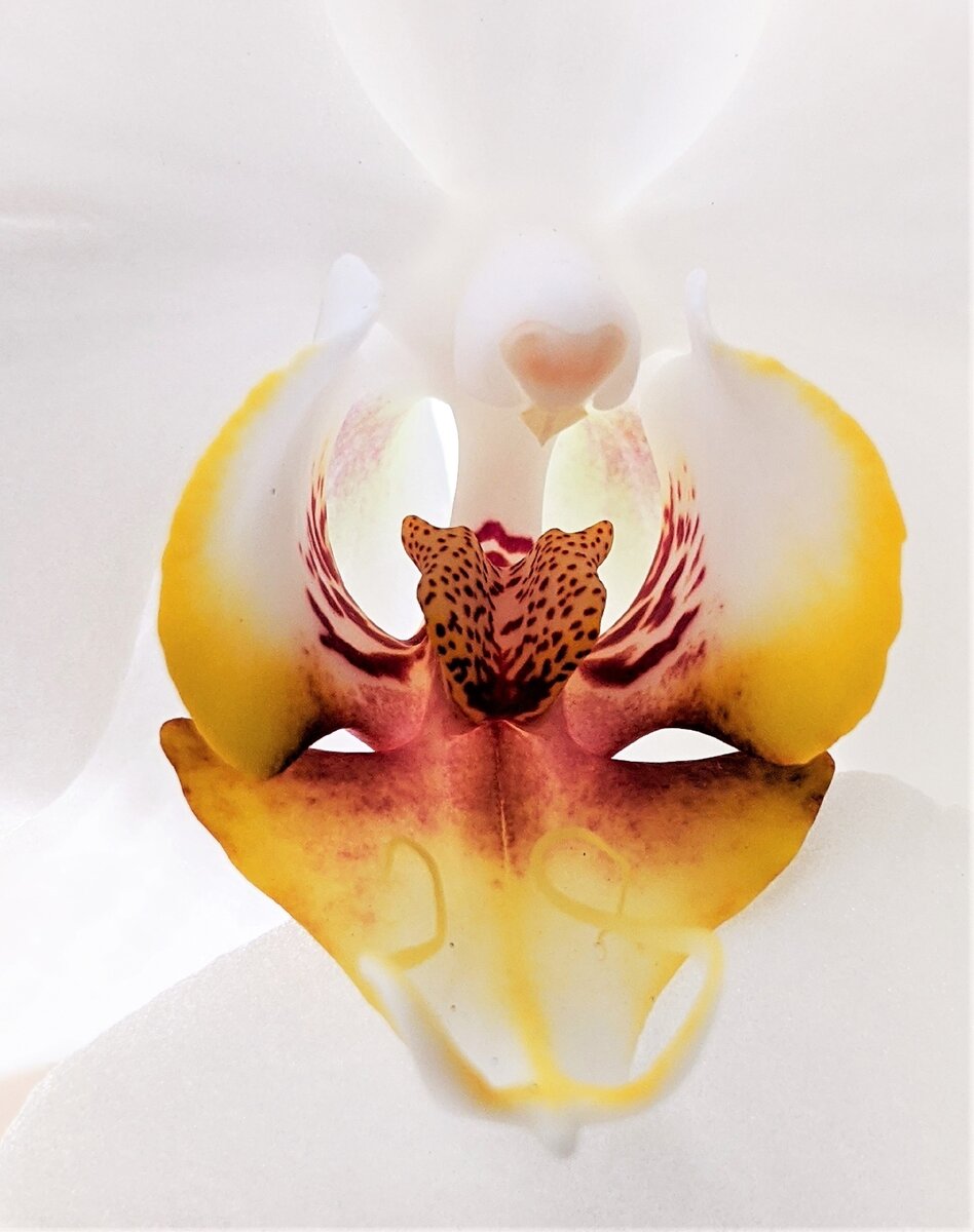                                                                                                             susan-wilkinson-wfpegaH8LRc-unsplash